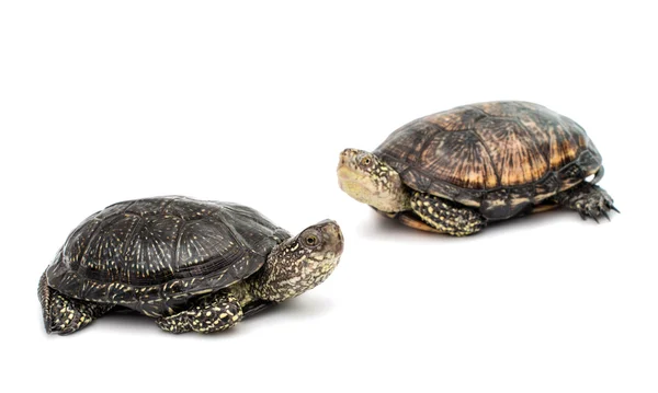 Dos tortugas —  Fotos de Stock