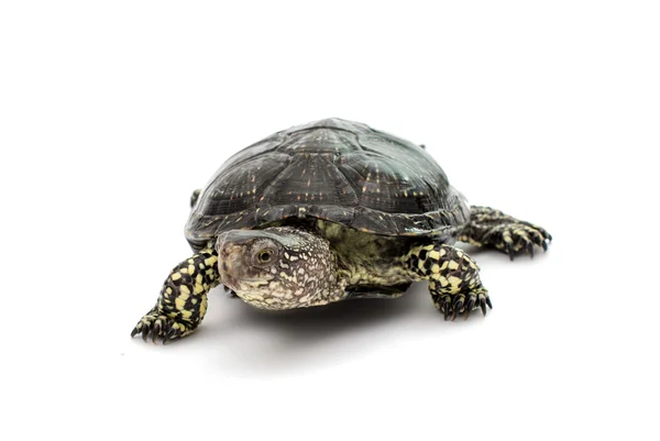 En sköldpadda — Stockfoto