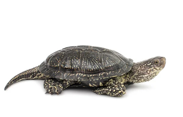 One Turtle — Stock Photo, Image