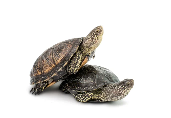 Två sköldpaddor — Stockfoto