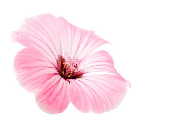 Pink Flower — Stock Photo, Image