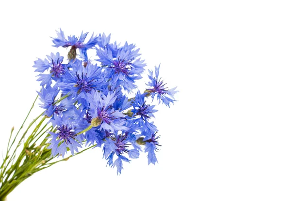 Knapweed 꽃 — 스톡 사진