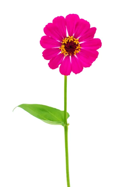 Zinnia rosa — Fotografia de Stock