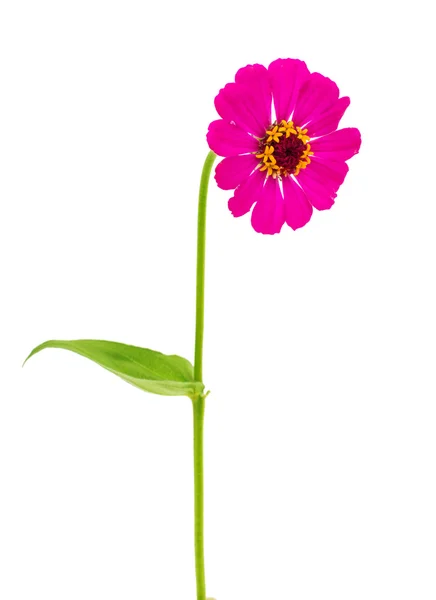 Zinnia rosa — Fotografia de Stock