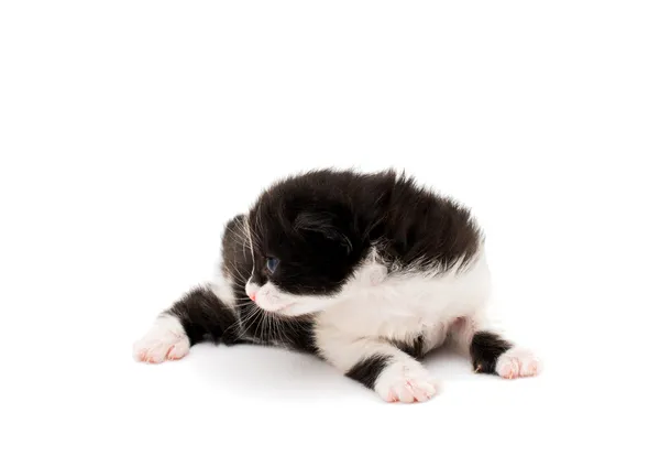 Pequeno gatinho — Fotografia de Stock