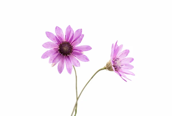 腊菊鲜花 — 图库照片