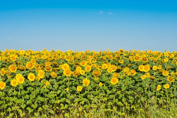 Sunflowers growing — Stock Photo, Image