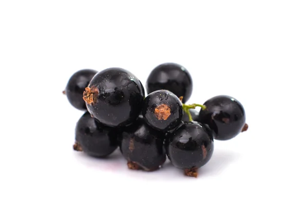 Schwarze Johannisbeeren — Stockfoto