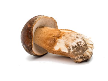 cep mantarı