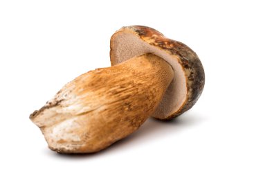 cep mantarı