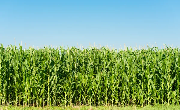 Maïs planten — Stockfoto