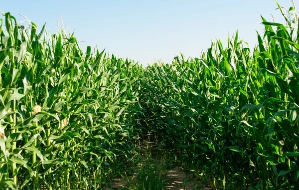 Maize plants — Stock Photo, Image