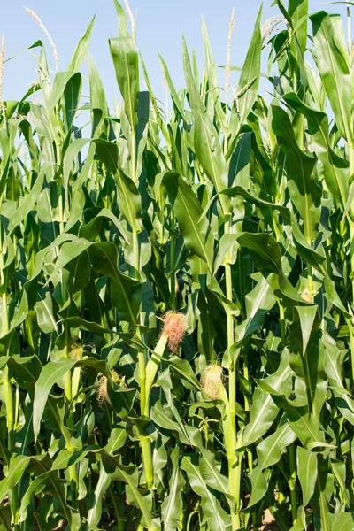 Maispflanzen — Stockfoto