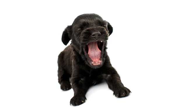Spaniel puppy — Stock Photo, Image