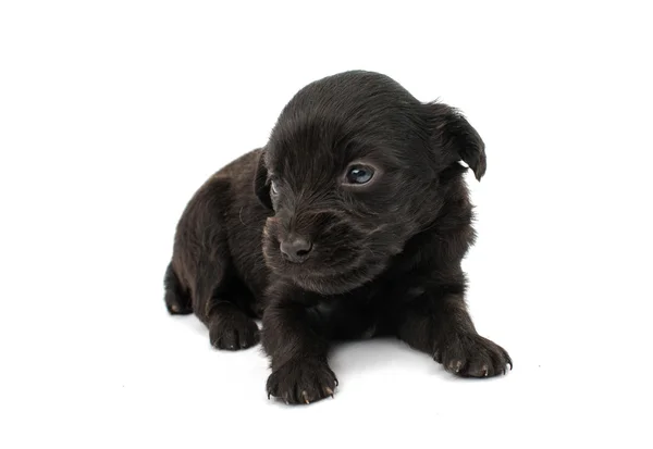 Spaniel puppy — Stockfoto