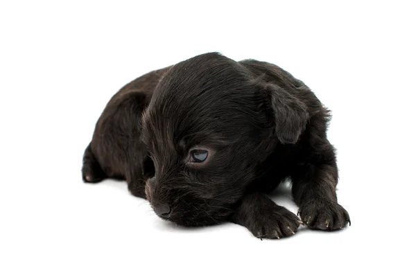 Spaniel puppy — Stock Photo, Image