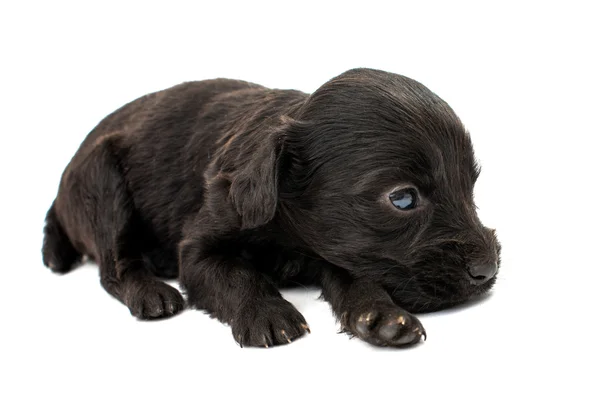 Cãozinho Spaniel — Fotografia de Stock