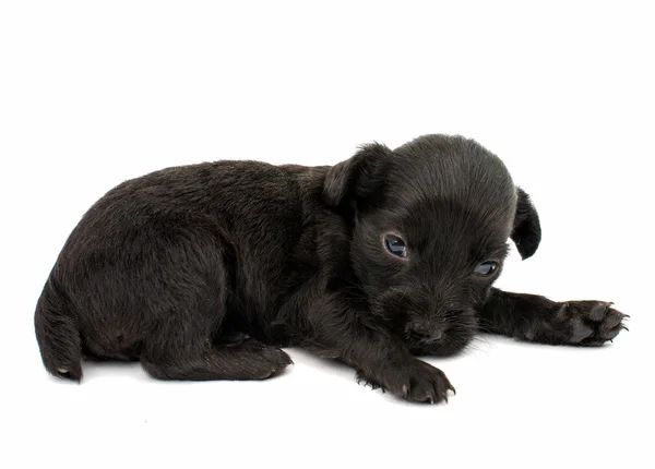 Cãozinho Spaniel — Fotografia de Stock