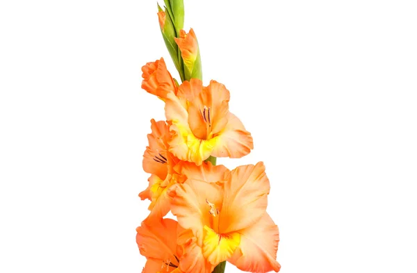 ดอกไม้กลาดิโอลัส — ภาพถ่ายสต็อก