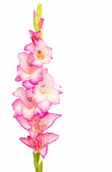 Gladiolus virág — Stock Fotó