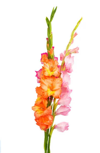 Flores de gladíolo — Fotografia de Stock
