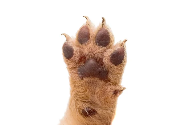 Puppy dog paw — Stock Photo, Image