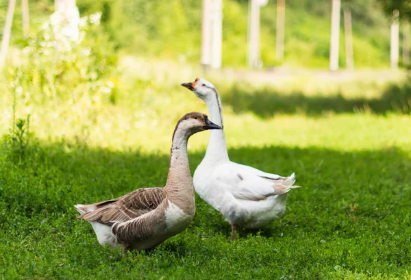 Geese grazing — Stock Photo, Image