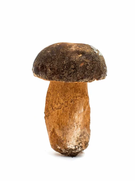 Cep mushroom — Stock Photo, Image