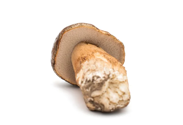 Cep гриб — стокове фото
