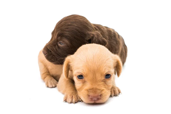 Spaniel valpar — Stockfoto