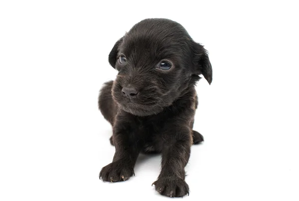 Spaniel puppy — Stockfoto