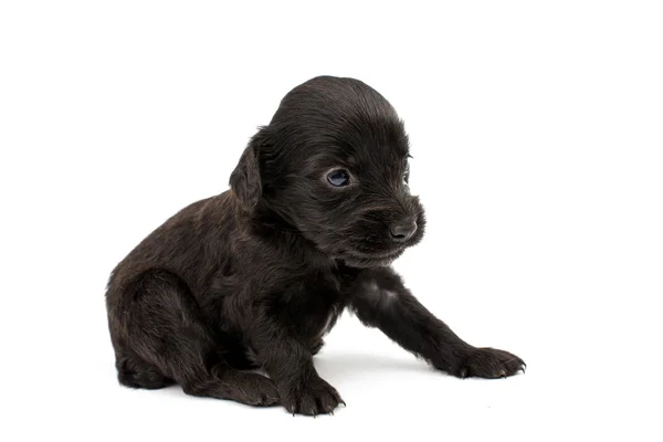 Spaniel puppy — Stockfoto