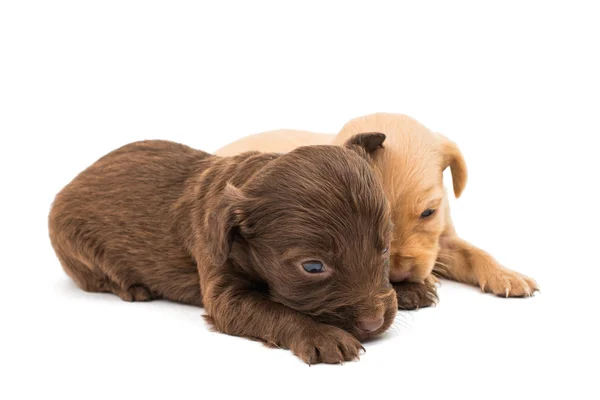 Spaniel pups — Stockfoto