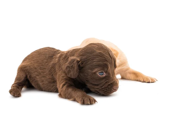 Spaniel valpar — Stockfoto