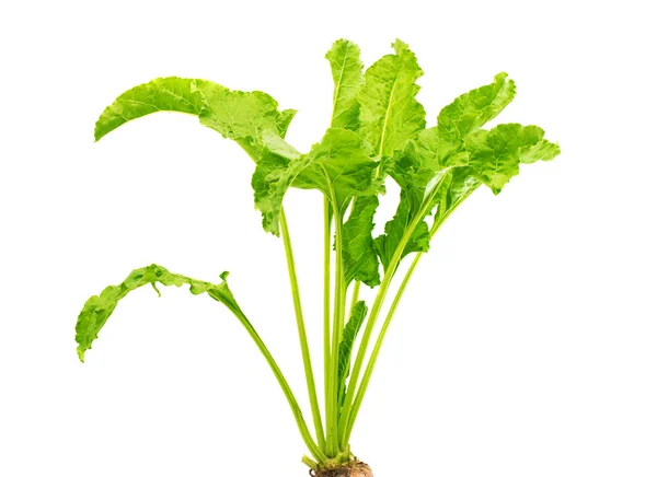 Fresh beet root leaves — Stock Photo, Image