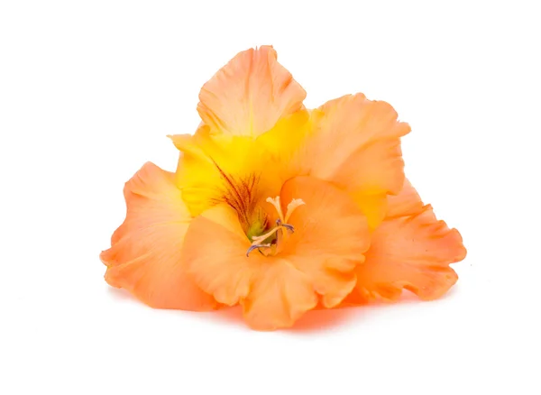 Gladiolus flower — Stock Photo, Image