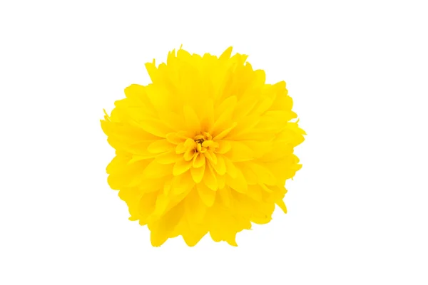 Chrysanthème jaune — Photo