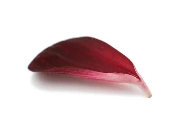 Dahlia petal — Stock Photo, Image