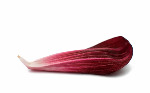 Dahlia petal — Stock Photo, Image