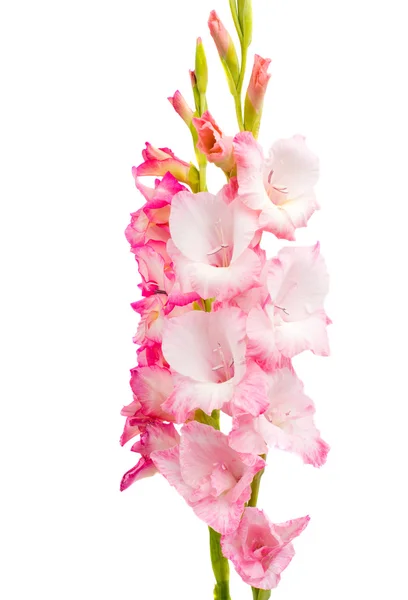 Růžová gladioluses — Stock fotografie