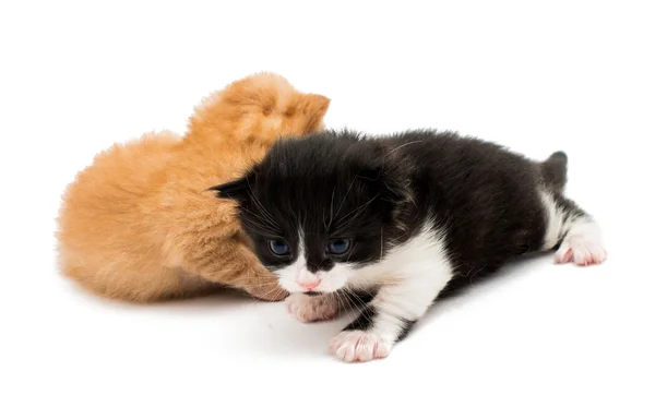 Kleine Kätzchen — Stockfoto