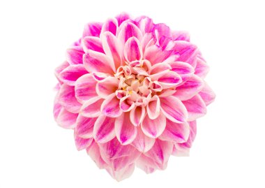 pembe yıldız çiçeği