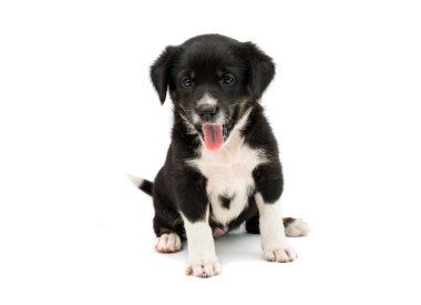 sevimli köpek yavrusu