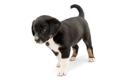 sevimli köpek yavrusu