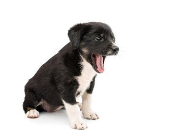 sevimli köpek yavrusu