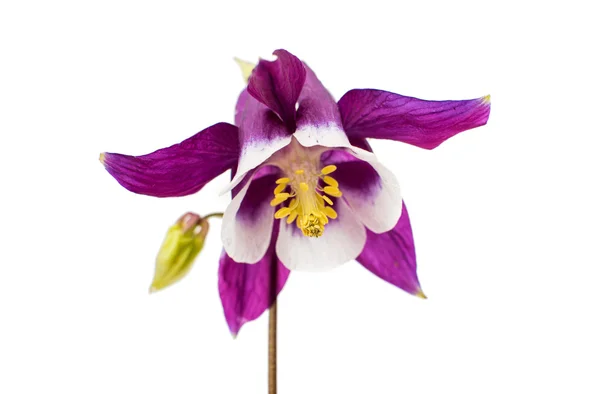 Aquilegia květ — Stock fotografie