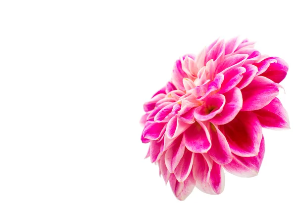 Roze dahlia — Stockfoto