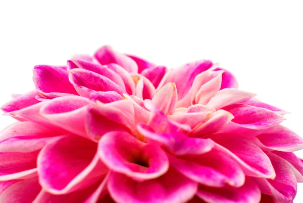 Roze dahlia — Stockfoto