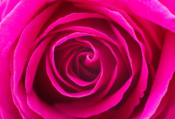 Beautiful pink rose — Stock Photo, Image