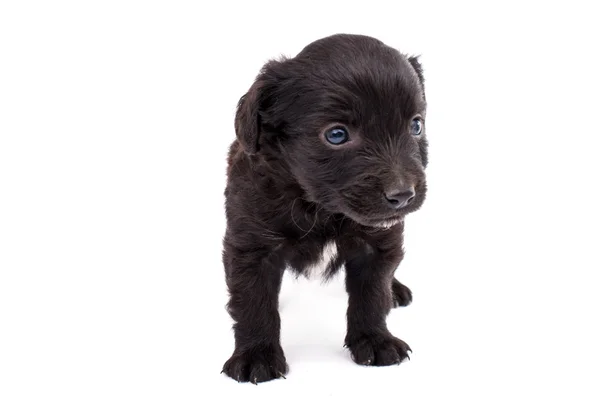 Spaniel puppy — Stock Photo, Image